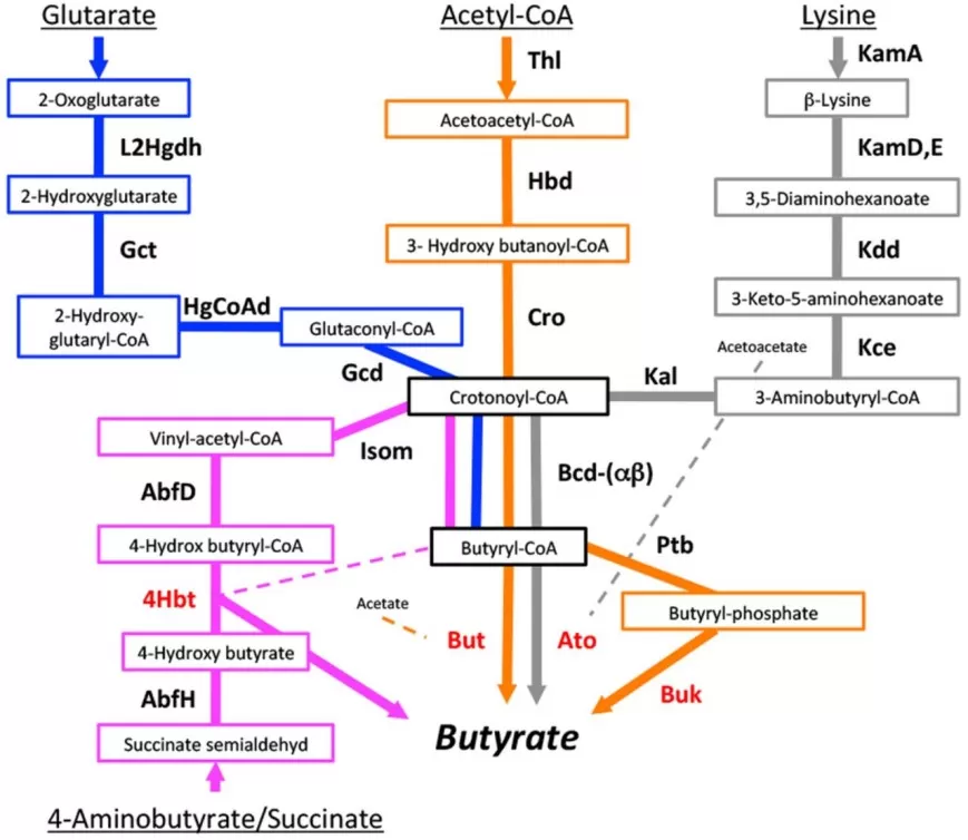 Four different pathways for butyrate synthesis and corresponding genes (protein names) are displayed (Vital et al., 2014)